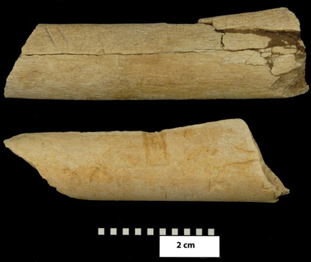 Les Australopithèques charcutaient leur viande avec des outils de pierre